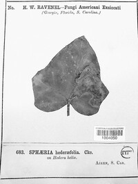 Sphaeria hederaefolia image